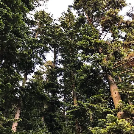 Karpatskyy * Rozluch